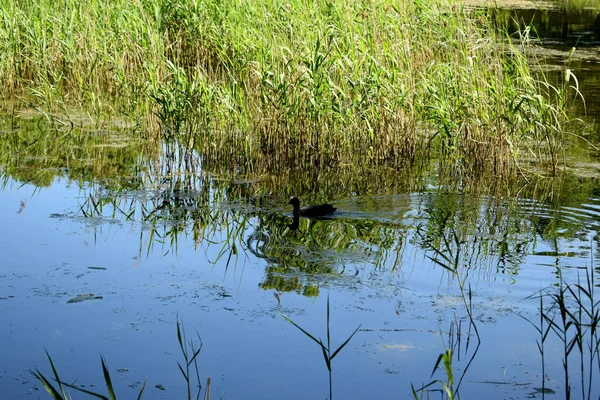 wild ducks swim in the pond