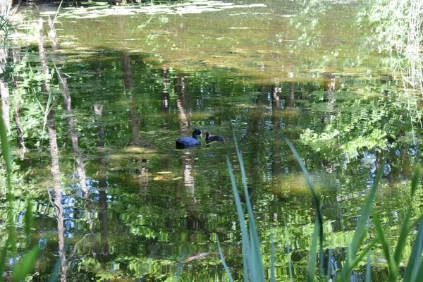 Lago Nel Parco Estivo — Foto Stock