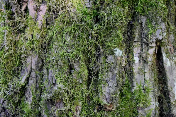 Baumrinde Mit Grünem Moos Bedeckt — Stockfoto