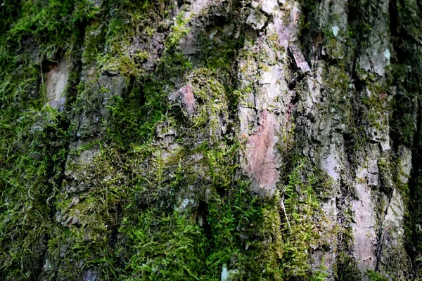 Baumrinde Mit Grünem Moos Bedeckt — Stockfoto