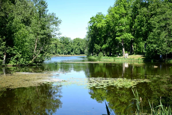 Lac Dans Parc Été — Photo