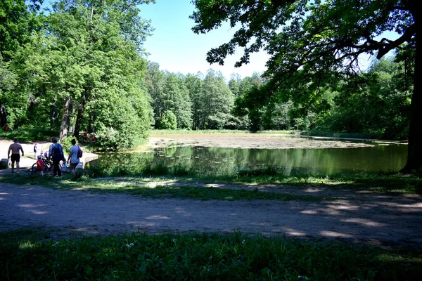 Jezero Letním Parku — Stock fotografie