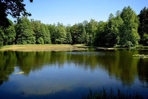 Wild Ducks Swim Pond — Stock Photo, Image