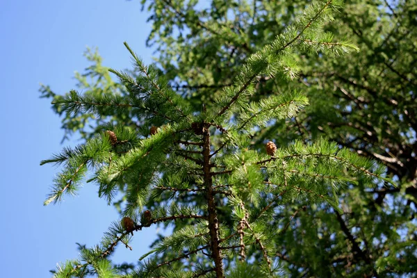 Larch Branches Green Needles — Foto Stock