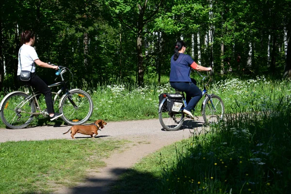 Walking Summer Park Active Recreation — Stock Photo, Image