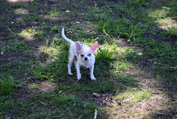 Kleiner Hund Beim Spaziergang Park — Stockfoto