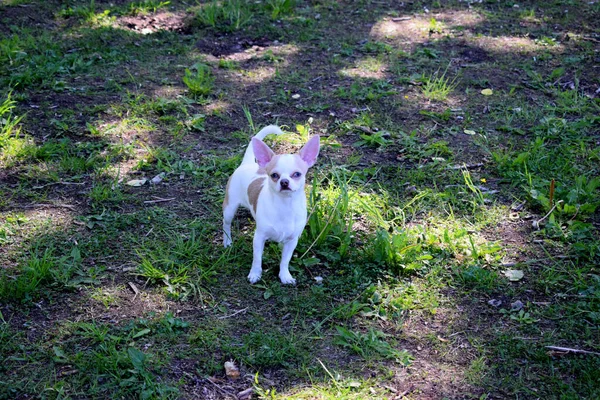 Petit Chien Promenade Dans Parc — Photo