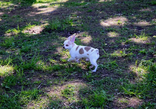 Маленький Собака Прогулянці Парку — стокове фото