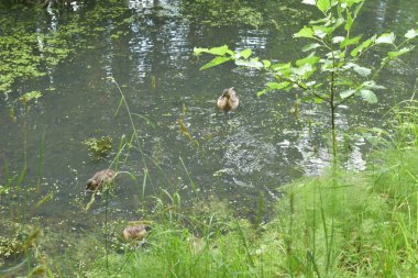 Göletteki vahşi ördekler