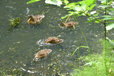 Göletteki vahşi ördekler
