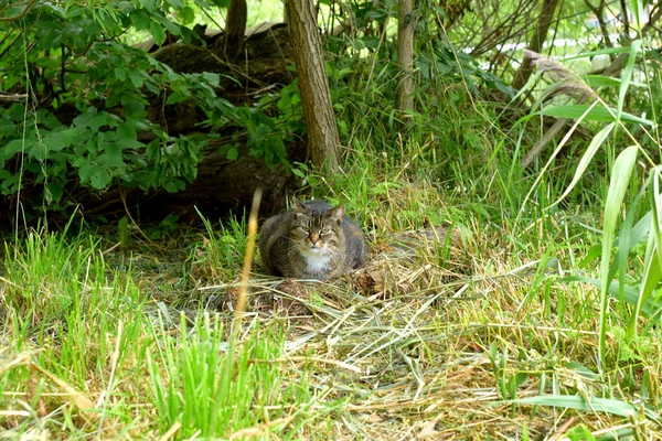 Kedi Çimenlerde Oturuyor — Stok fotoğraf