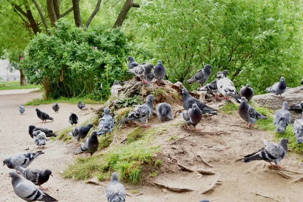 Pigeons Nature Summer Day — Stock Photo, Image