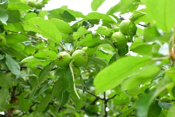 Pêras Verdes Amadurecem Árvore — Fotografia de Stock