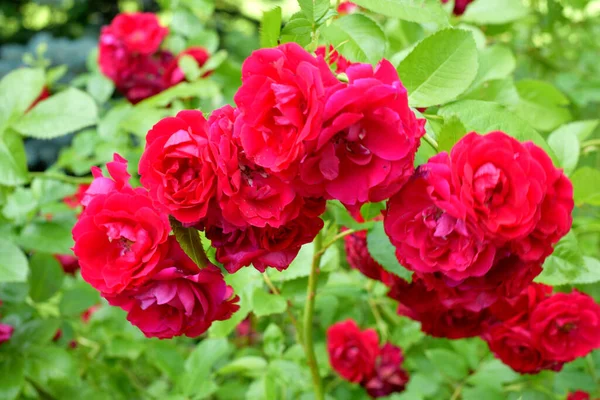 Flowers Garden Red Roses — Stock Photo, Image