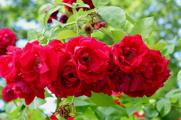 Λουλούδια Στον Κήπο Κόκκινα Τριαντάφυλλα — Φωτογραφία Αρχείου