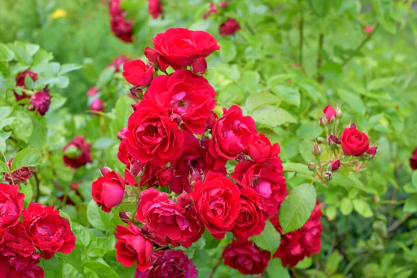 Flowers Garden Red Roses — Stock Photo, Image