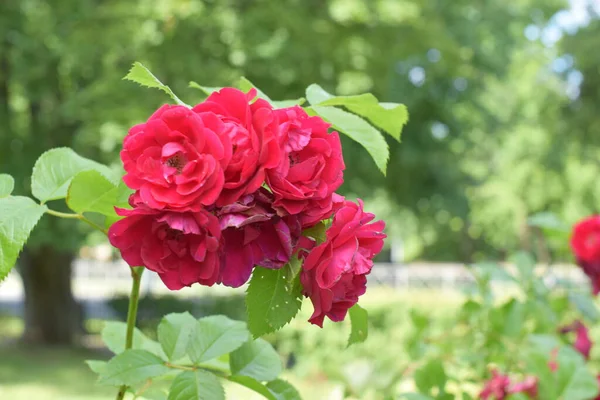 Λουλούδια Στον Κήπο Κόκκινα Τριαντάφυλλα — Φωτογραφία Αρχείου