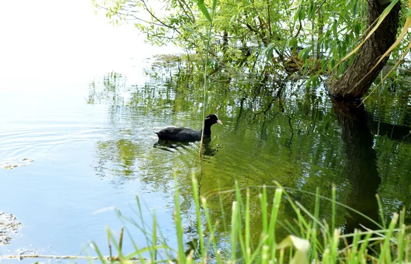 Seekor Bebek Berenang Kolam — Stok Foto