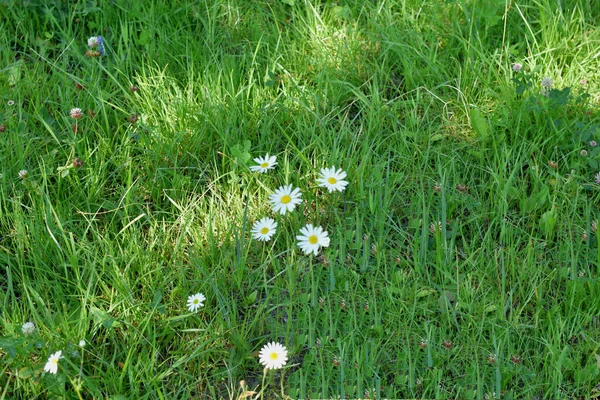 Weiße Gänseblümchen Grünen Gras — Stockfoto