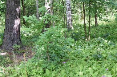 Temiz havada yürümek için park et.