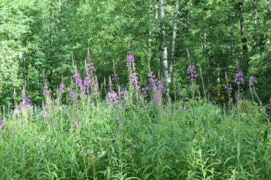 Temiz havada yürümek için park et.