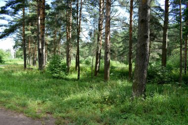Temiz havada yürümek için park et.