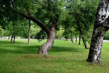 Temiz havada yürümek için park et.