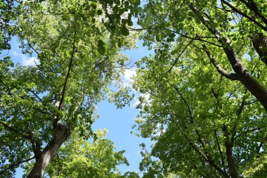 Parktaki yeşil ağaçlar