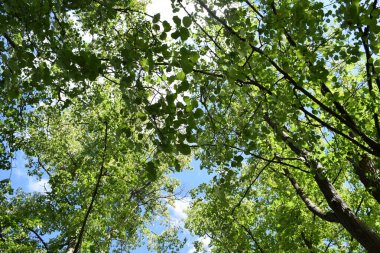 Parktaki yeşil ağaçlar