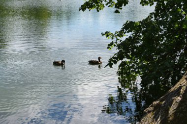 Ördekler gölette yüzer.