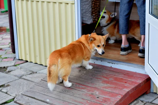 Hond Wandeling Eigenaar Loopt Met Honden — Stockfoto