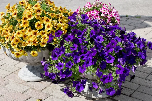 Potted Flowers Street — Stock Photo, Image