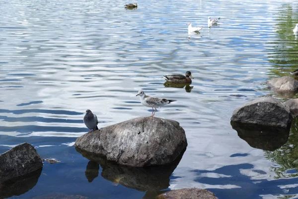 Birds Pond Bank — Stock Photo, Image