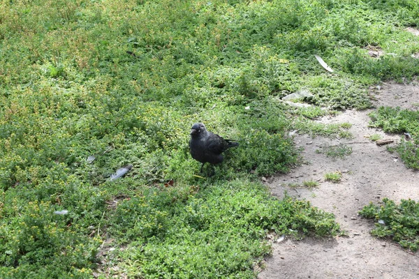 Oiseau Dans Une Clairière Oiseau Dans Herbe — Photo