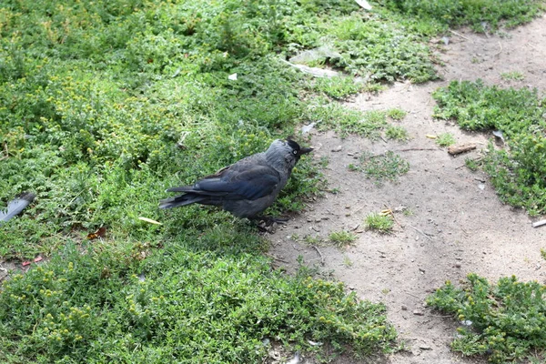 Bird Clearing Bird Grass — Stock Photo, Image