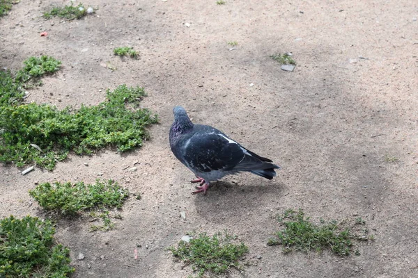 Ein Vogel Auf Einer Lichtung Ein Vogel Gras — Stockfoto