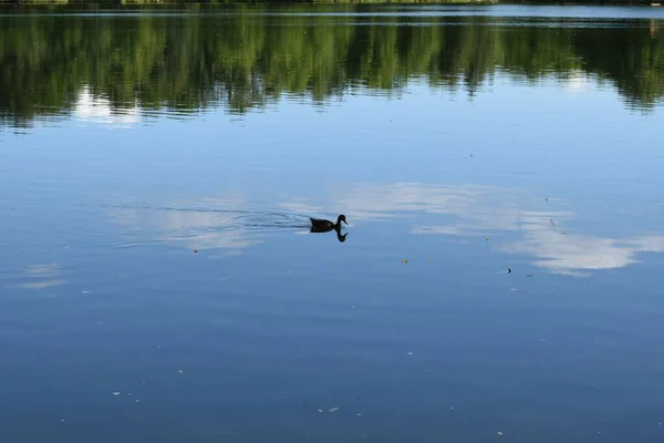 Staw Letni Dzikie Kaczki Nad Wodą — Zdjęcie stockowe