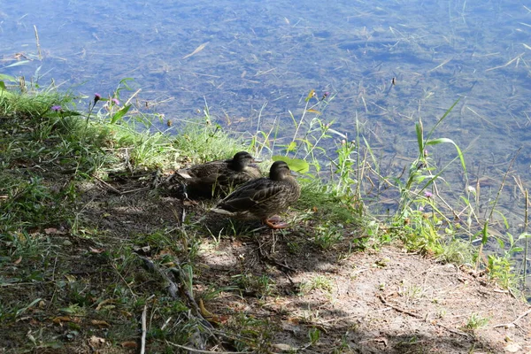 Étang Été Canards Sauvages Bord Eau — Photo