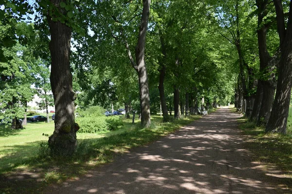 Árboles Verdes Parque Lugar Para Caminar — Foto de Stock