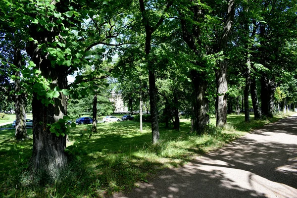 Πράσινα Δέντρα Στο Πάρκο Ένα Μέρος Για Περπάτημα — Φωτογραφία Αρχείου