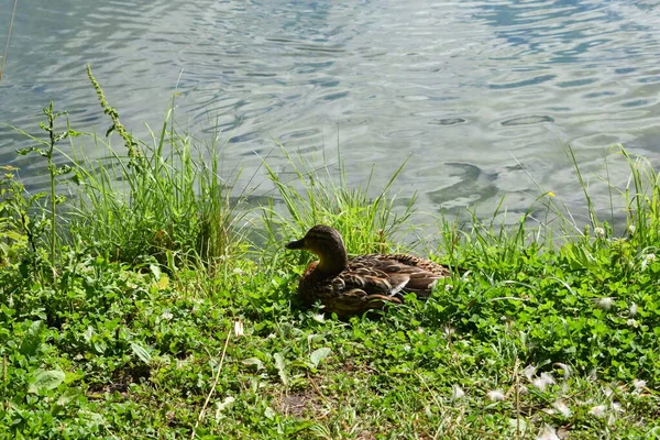 Canard Sauvage Est Assis Sur Bord Étang — Photo