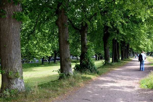 green trees in the Park, a place for walking