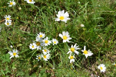 Tarlada beyaz papatyalar