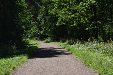 Yaz parkında ağaçlar