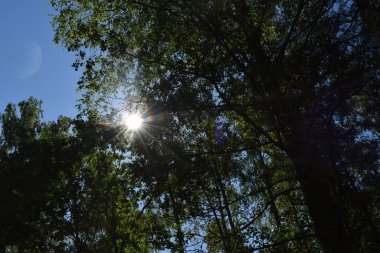 Yaz parkında ağaçlar