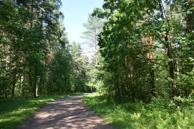 Yaz parkında ağaçlar