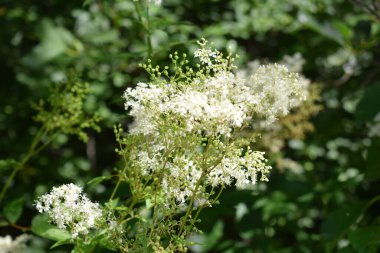 Hemlock 'un beyaz çiçekleri