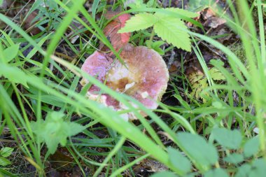 Ormandaki yeşil çimlerde mantarlar