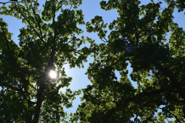 Yaz parkında ağaçlar