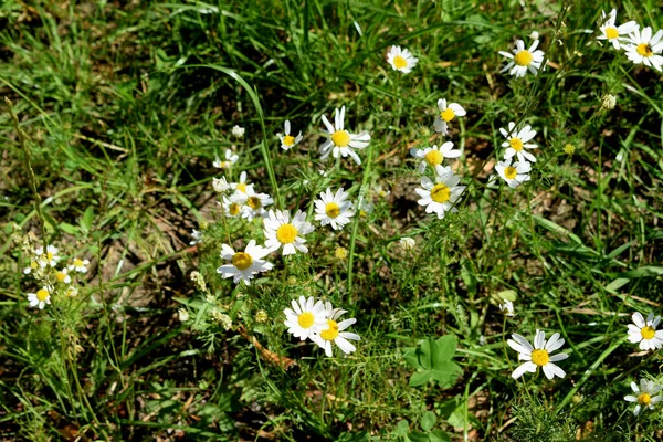 White Daisies Field — Stock Photo, Image